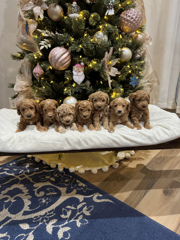 Christmas-Tree-Puppies.jpg